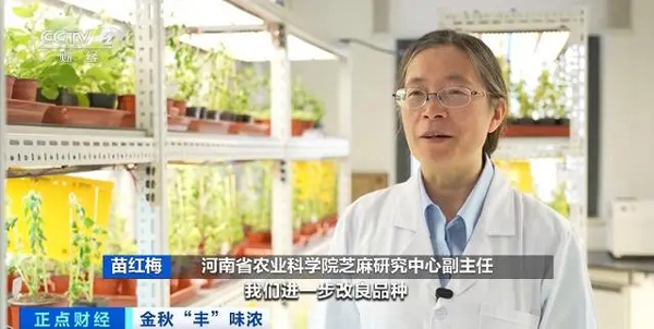 寒露好“丰”景!全国秋粮收获进入高峰期,新疆棉花长势总体好于往年(秋粮,寒露,长势,新疆,往年......)